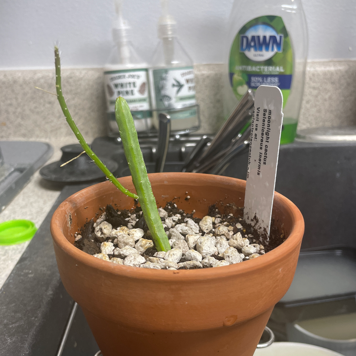 Photo of the plant species Moonlight Cactus by @MotherSedum named String Bean on Greg, the plant care app