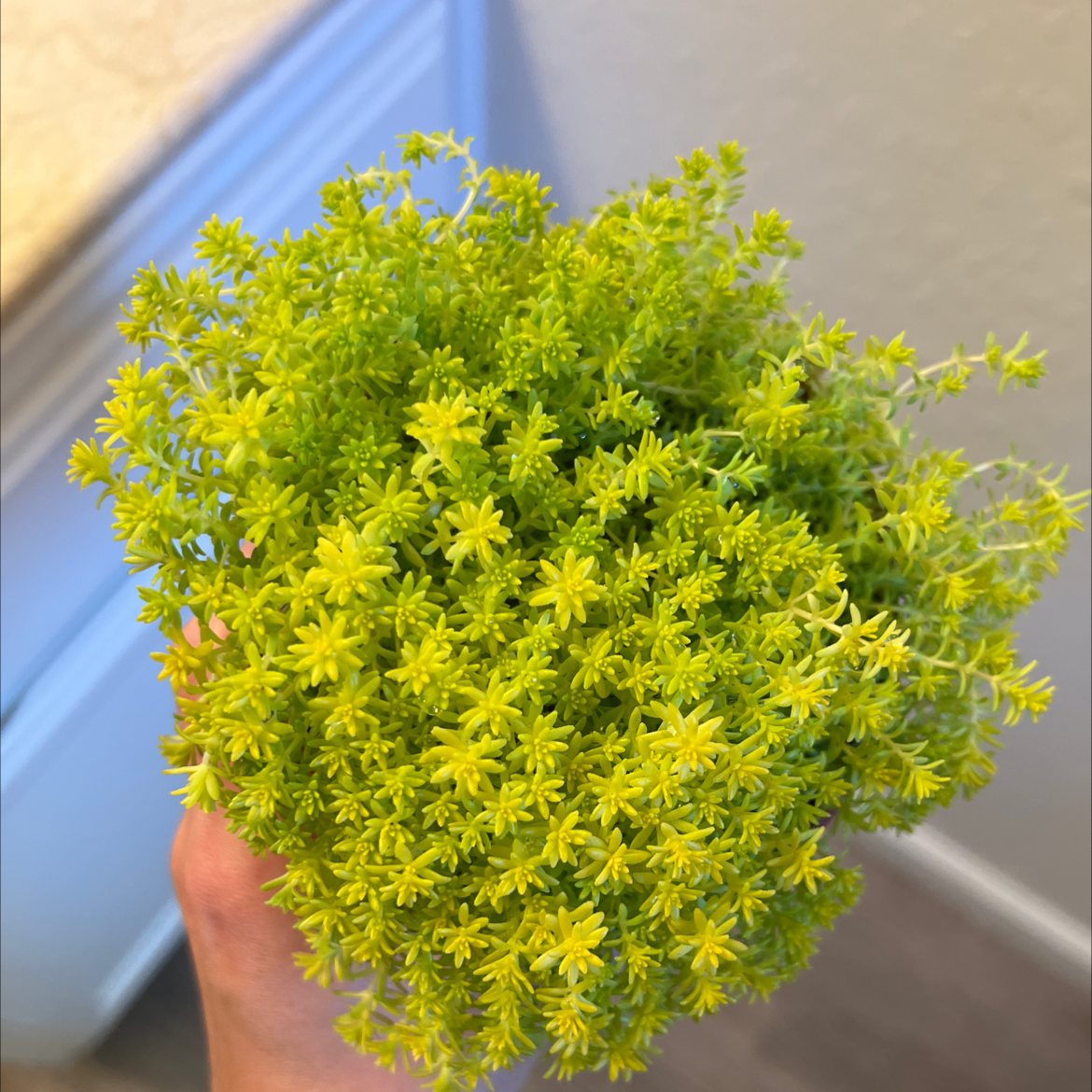 Photo of the plant species Goldmoss Stonecrop by @HumaneChives named Gold leaf on Greg, the plant care app