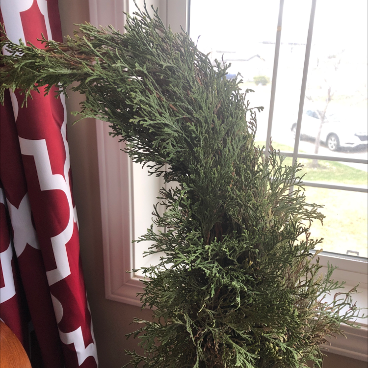 Mediterranean Cypress plant indoors near a window, healthy and green.