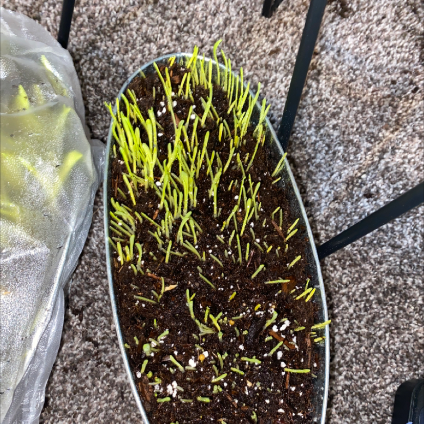 Container with young, green shoots of Orchard Grass emerging from the soil.
