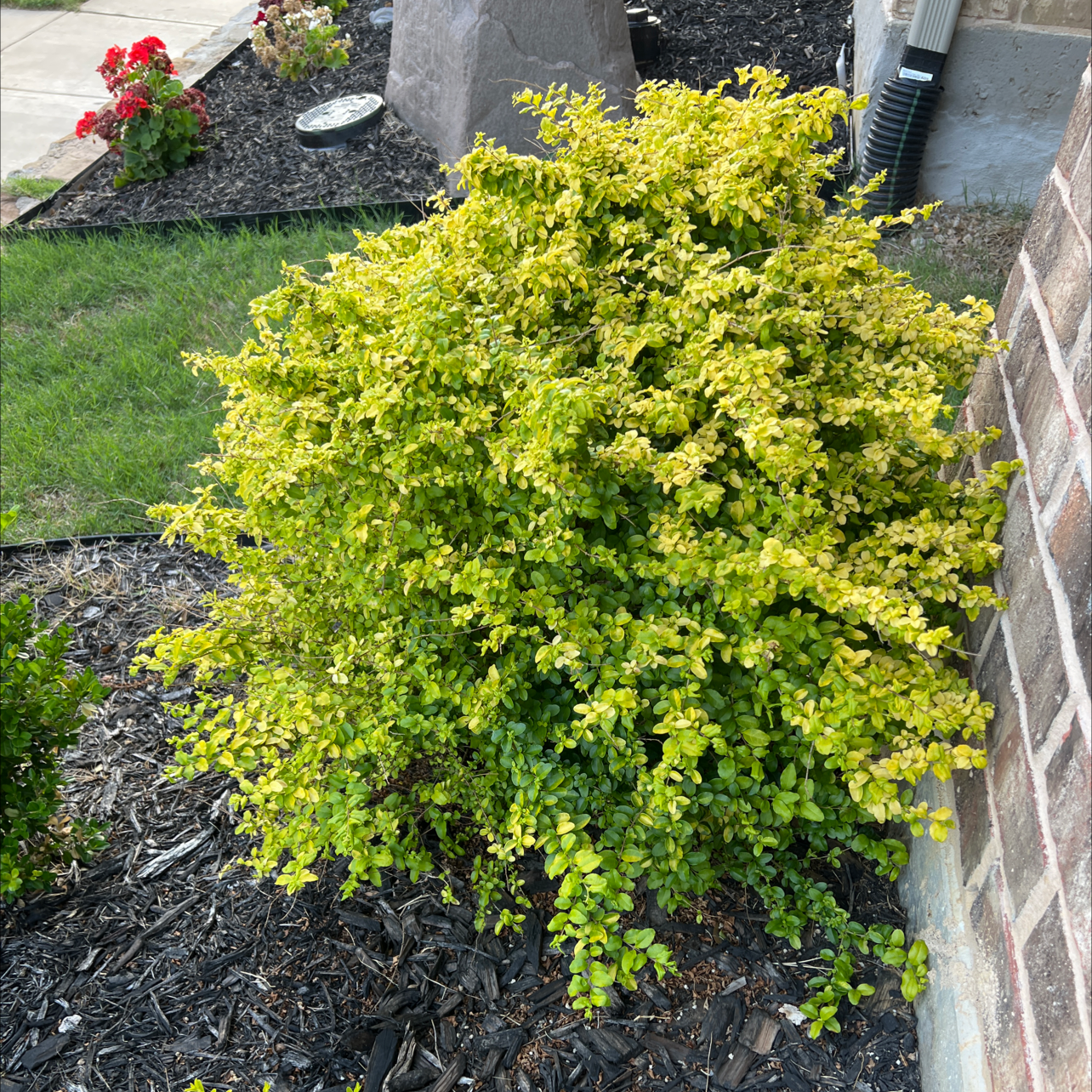 Photo of the plant species Box honeysuckle by @EquableWoreya named Your plant on Greg, the plant care app