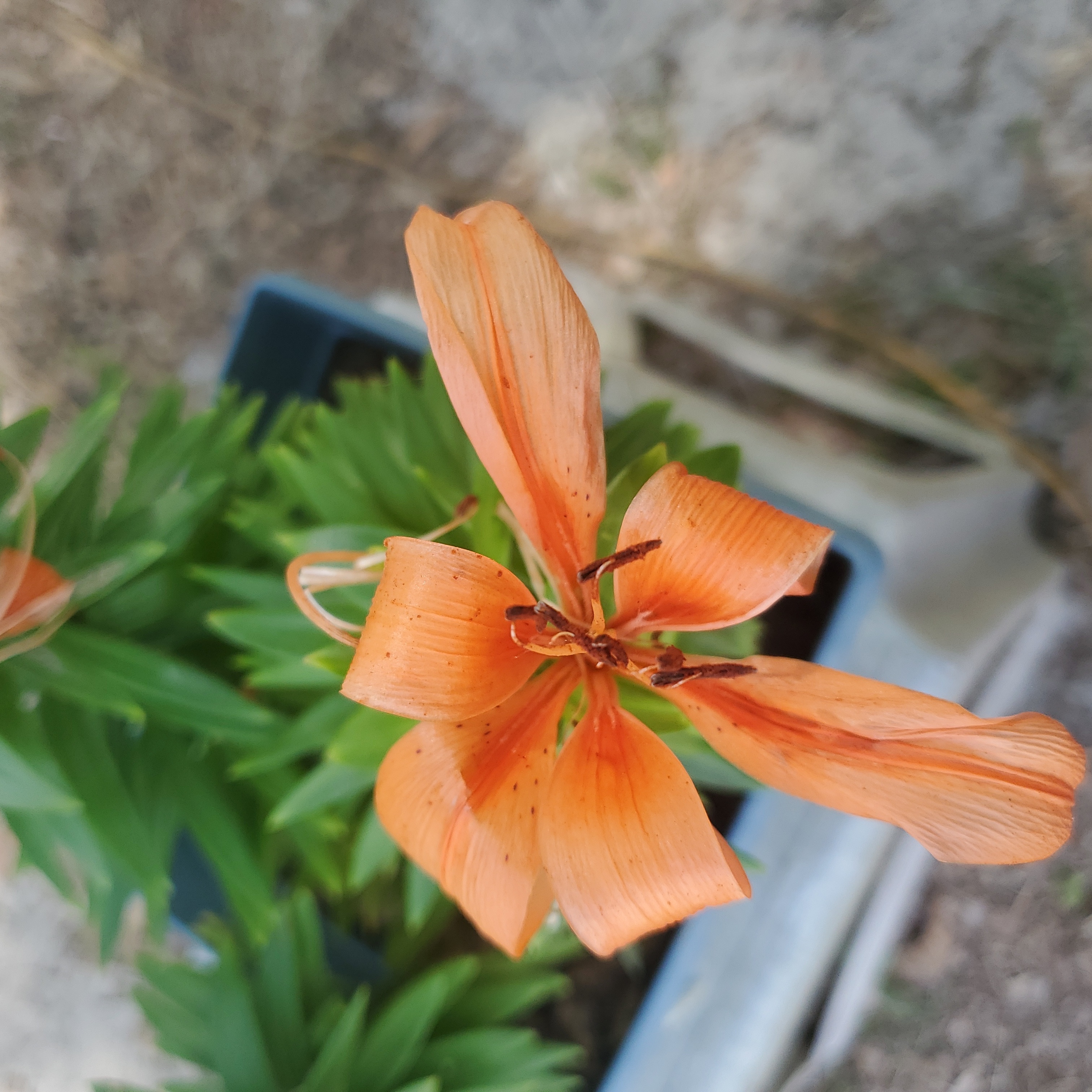 Orange Lily plant with a prominent orange flower in a pot. Some petal browning visible.