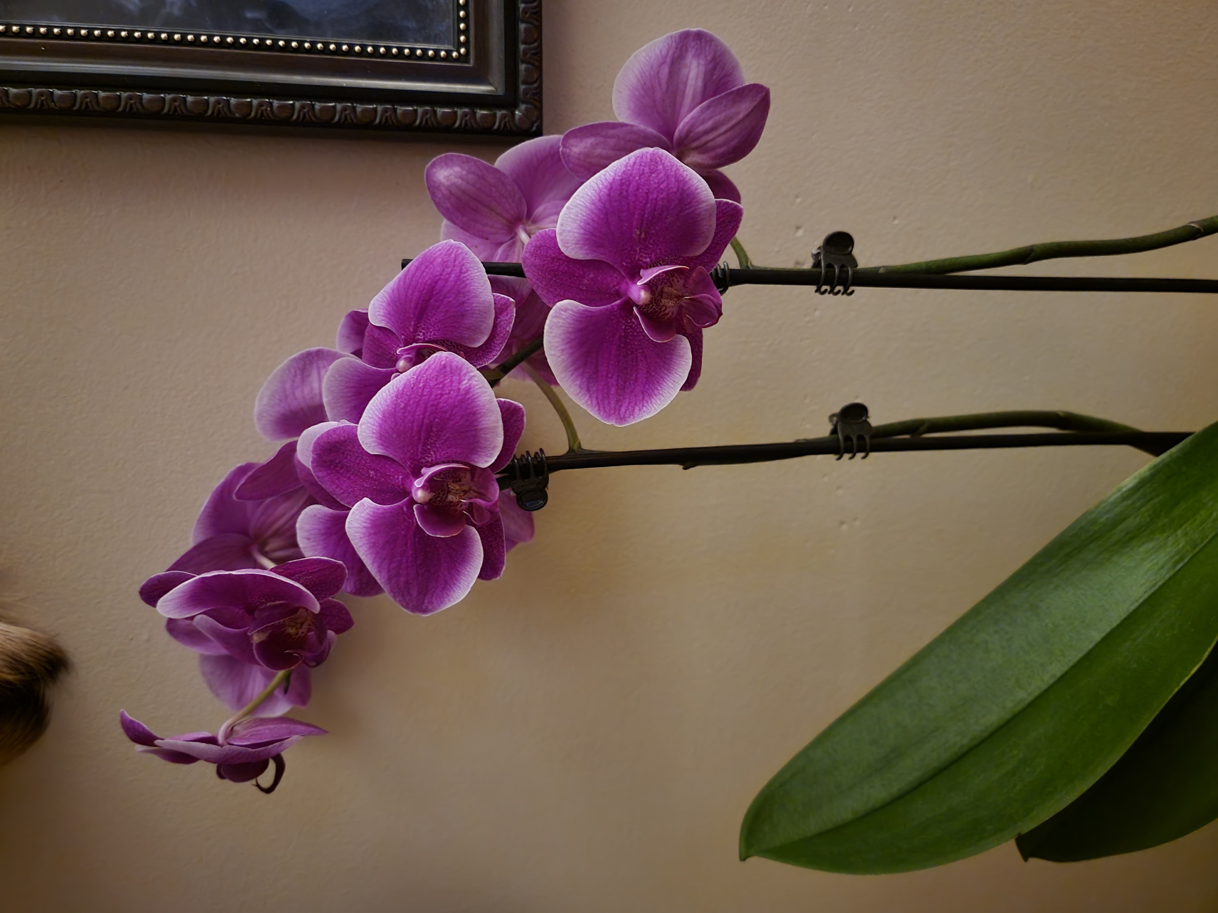 Photo of the plant species Doritis pulcherrima by @WarmMullein named Doritis Orchid on Greg, the plant care app