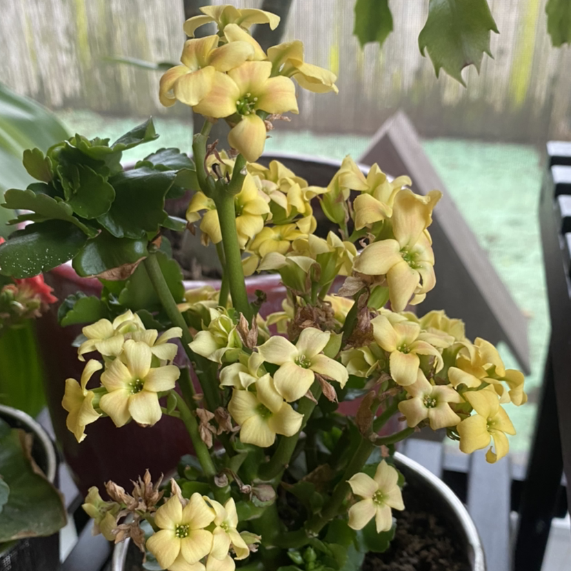 Florist Kalanchoe plant photo by @RJG named Amarillo on Greg, the plant care app.