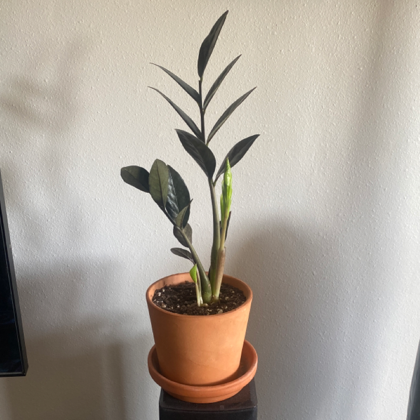 Photo of the plant species Raven ZZ Plant by @RJG named Raven on Greg, the plant care app