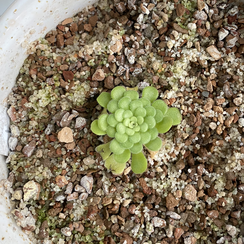 Pinguicula cyclosecta plant photo by @RJG named Terminator on Greg, the plant care app.