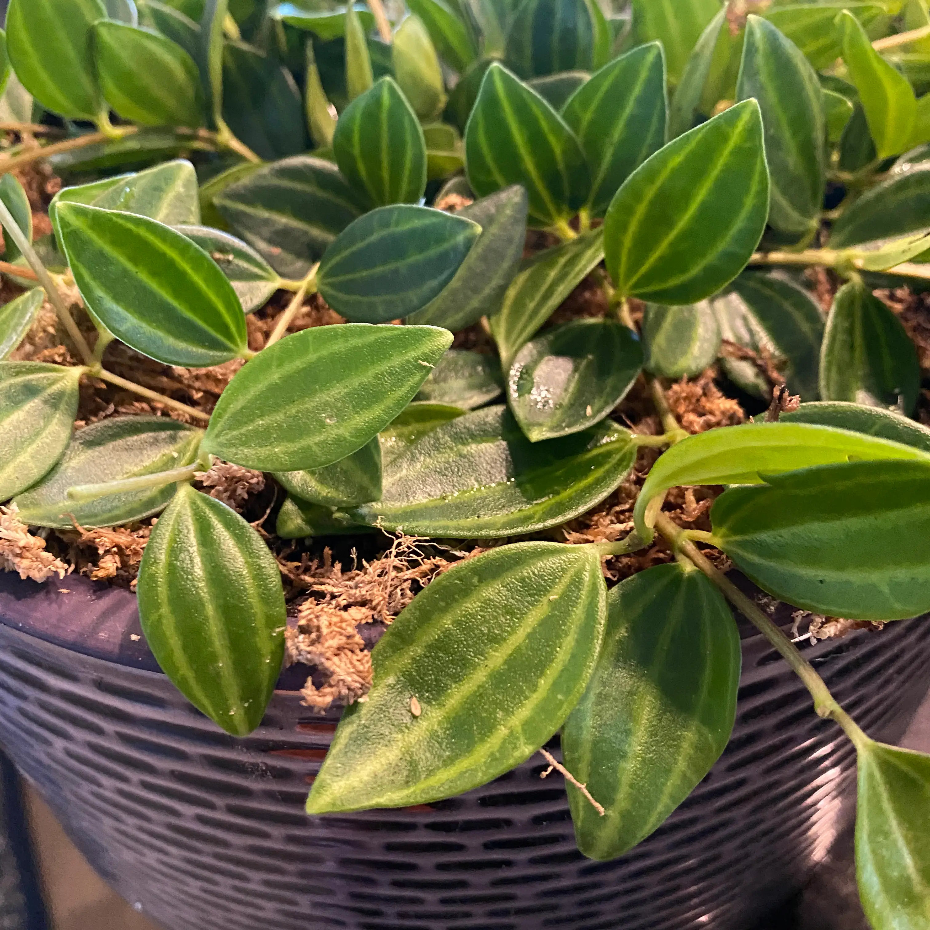 Healthy Beetle Peperomia plant with vibrant green leaves and visible soil in a pot.