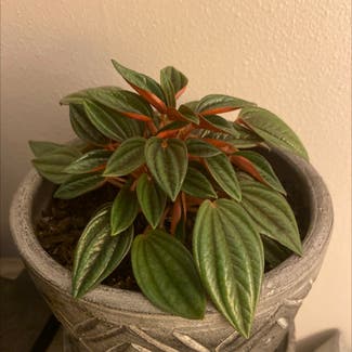 Peperomia 'Rosso' plant in Austin, Texas