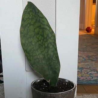 Whale Fin Snake Plant plant in Austin, Texas