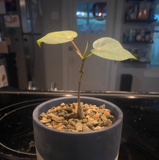 Petiolate fig plant in Austin, Texas