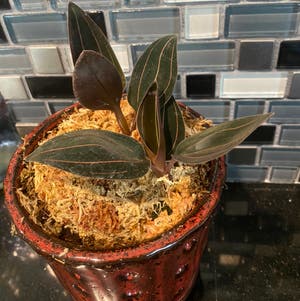 Jewel Orchid plant photo by @RJG named Venom on Greg, the plant care app.