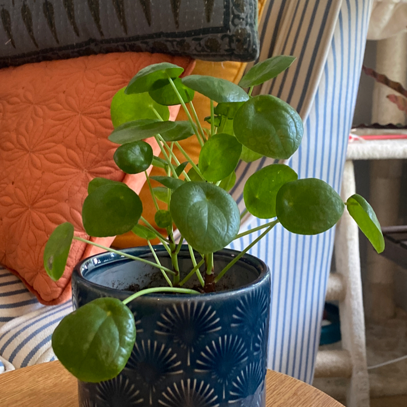 Chinese Money Plant plant photo by @RJG named Angels on Greg, the plant care app.