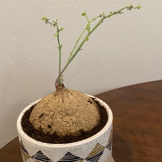 Stephania erecta plant in Austin, Texas