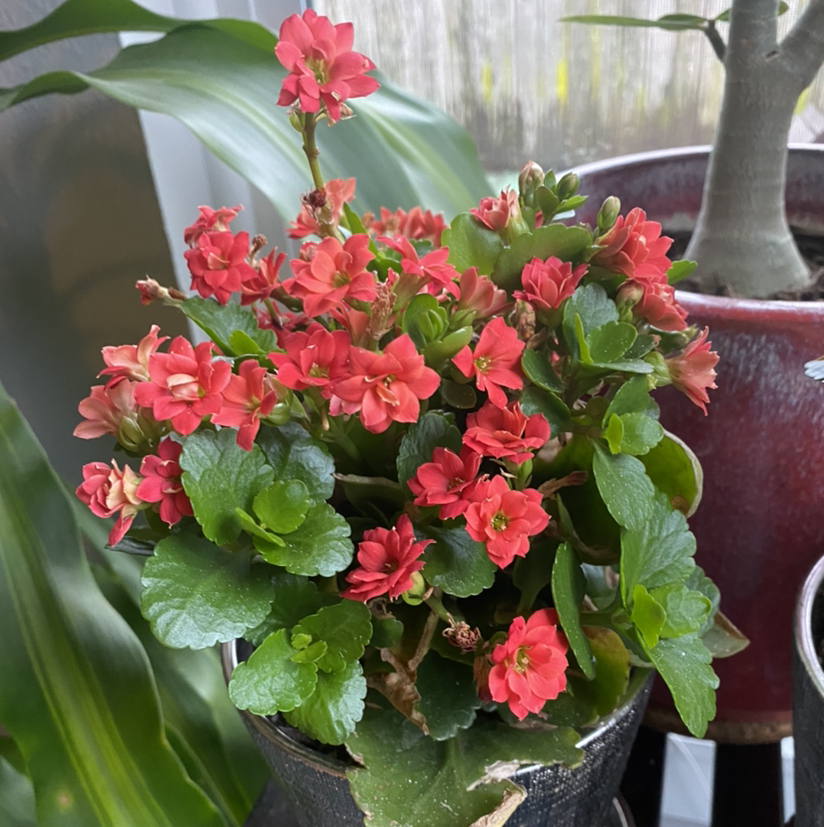 Florist Kalanchoe plant photo by @RJG named Gingy on Greg, the plant care app.