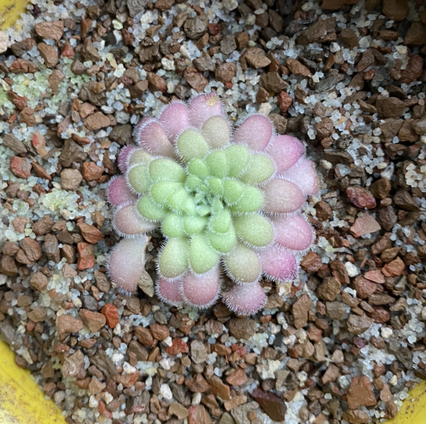 Pinguicula agnata gypsicola plant photo by @RJG named Killer on Greg, the plant care app.
