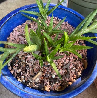 Tiger Tooth Aloe plant in Austin, Texas