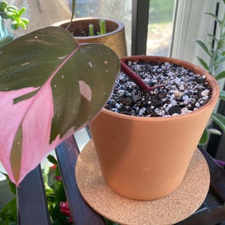 Philodendron 'Pink Princess' plant in Austin, Texas