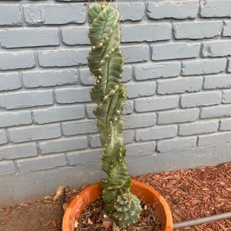 Spiral Cactus plant in Austin, Texas