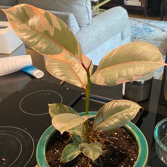 Ficus 'Ruby' plant in Austin, Texas