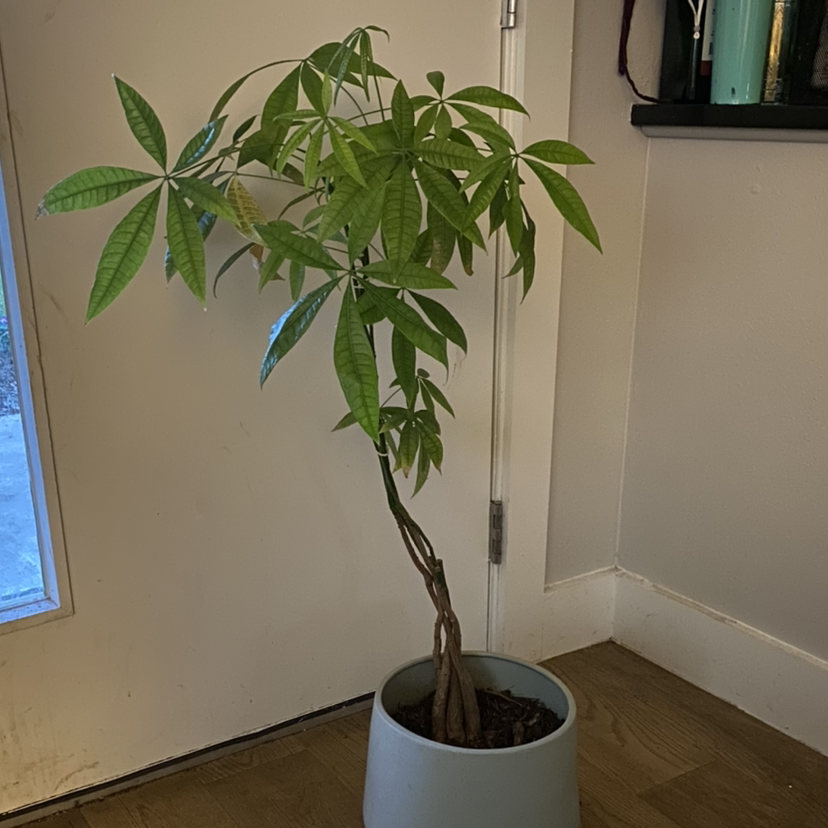 Money Tree plant photo by @RJG named OG on Greg, the plant care app.
