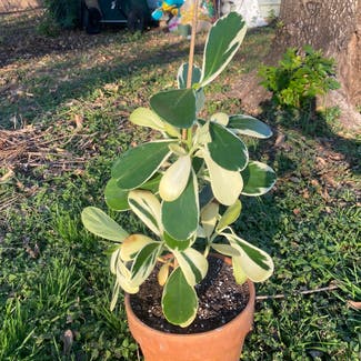 Variegated Autograph Tree plant in Austin, Texas