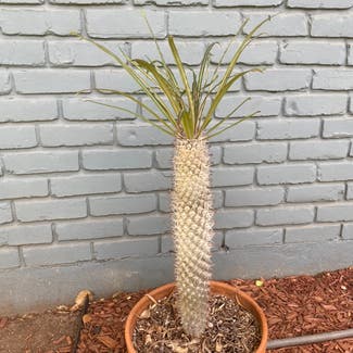 Madagascar Palm plant in Austin, Texas