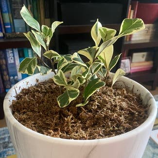 Ficus triangularis 'Variegata' plant in Austin, Texas