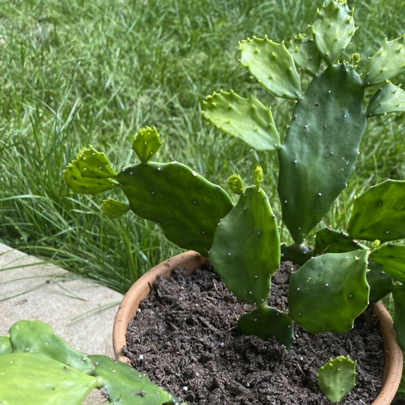 Brazilian Pricklypear plant photo by @RJG named Pinston on Greg, the plant care app.