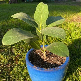 Audrey Ficus plant in Austin, Texas