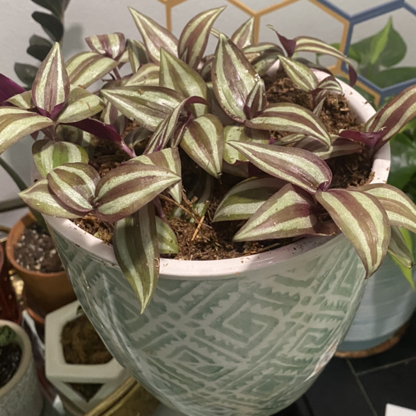 Spiderwort plant photo by @RJG named Zenon on Greg, the plant care app.