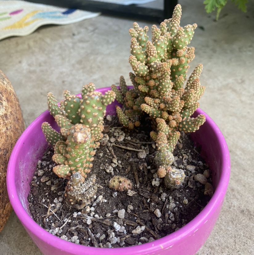 Miniature Cinnamon Cactus plant photo by @RJG named Tiny on Greg, the plant care app.