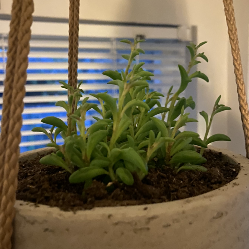 String of Dolphins plant photo by @RJG named Lucky on Greg, the plant care app.
