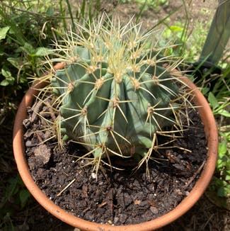 Cactus plant in Austin, Texas