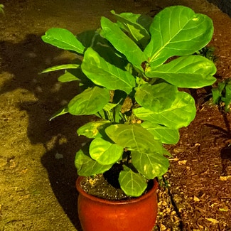 Fiddle Leaf Fig plant in Austin, Texas