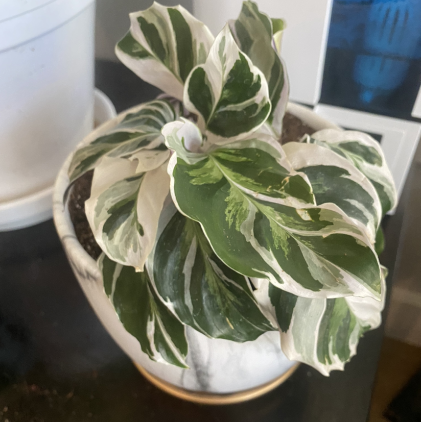 Calathea 'White Fusion' plant photo by @RJG named Gaga on Greg, the plant care app.