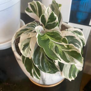 Calathea 'White Fusion' plant photo by @RJG named Gaga on Greg, the plant care app.