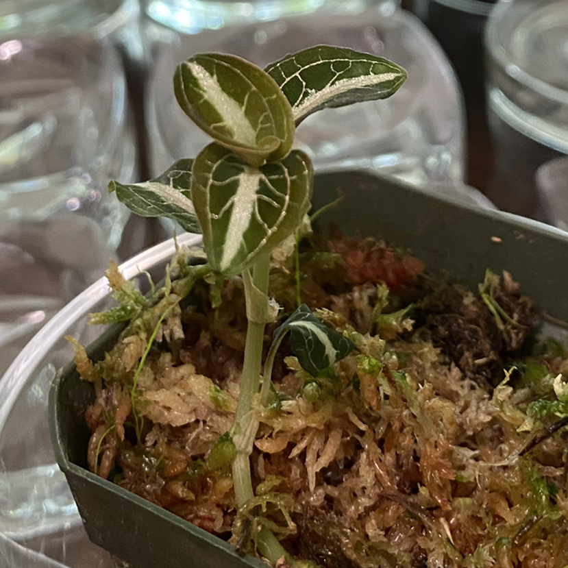 Jewel Orchid plant photo by @RJG named Ohana on Greg, the plant care app.