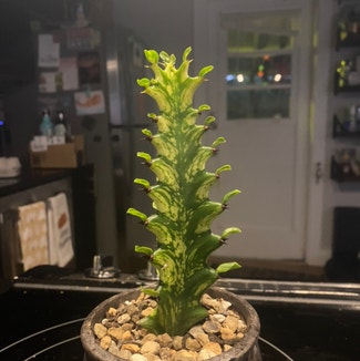 Variegated Euphorbia mayurnathanii plant in Austin, Texas