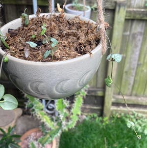 String of hearts problem so it's been looking a little fragile and dry is  it just underwater? Watering it more will heal it? Or how to fix? Please :  r/gardening