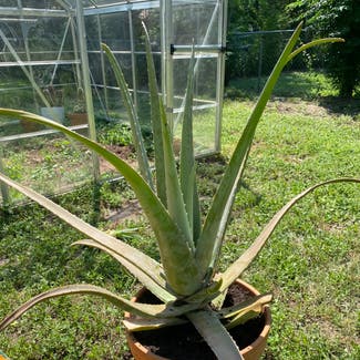 Aloe vera plant in Austin, Texas