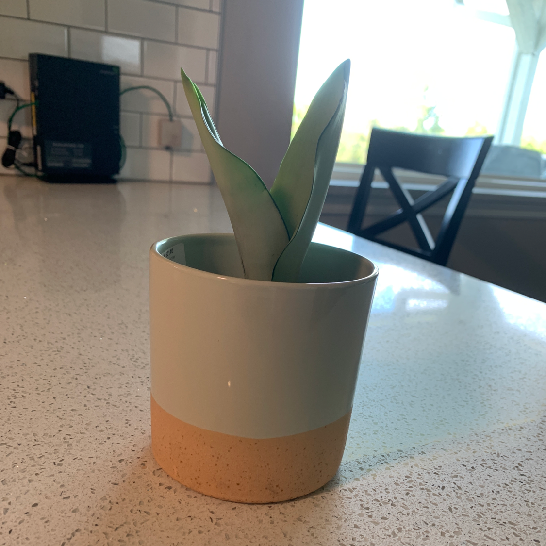 Silver Snake Plant in a pot on a kitchen counter.