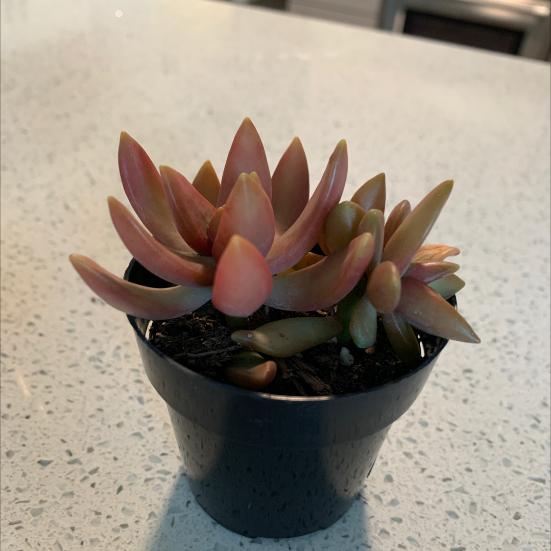 Sedum adolphi 'Golden Glow' plant in a small black pot, healthy with vibrant leaves.