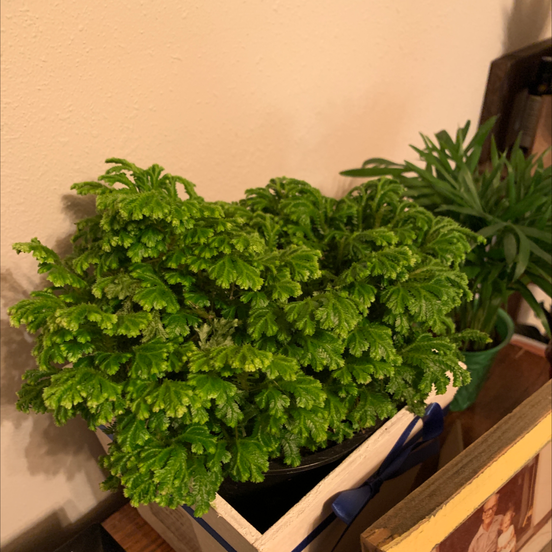 A thriving club moss plant with dense, bright green, fern-like foliage in a wooden planter, well-framed and in focus.