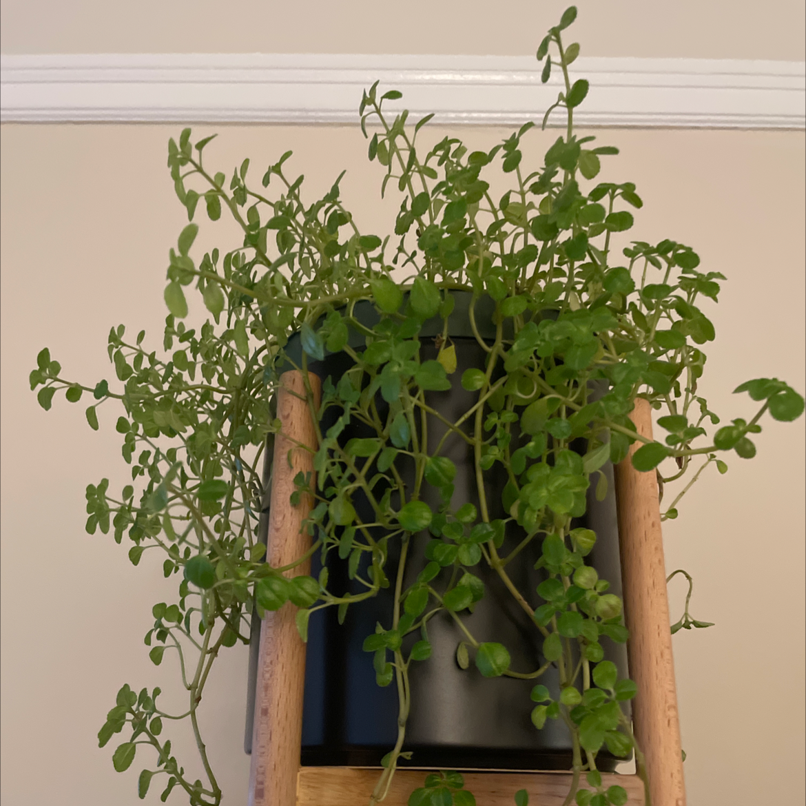 Healthy Pilea Baby Tears plant with small round leaves cascading over a white ceramic pot, set against a white background.