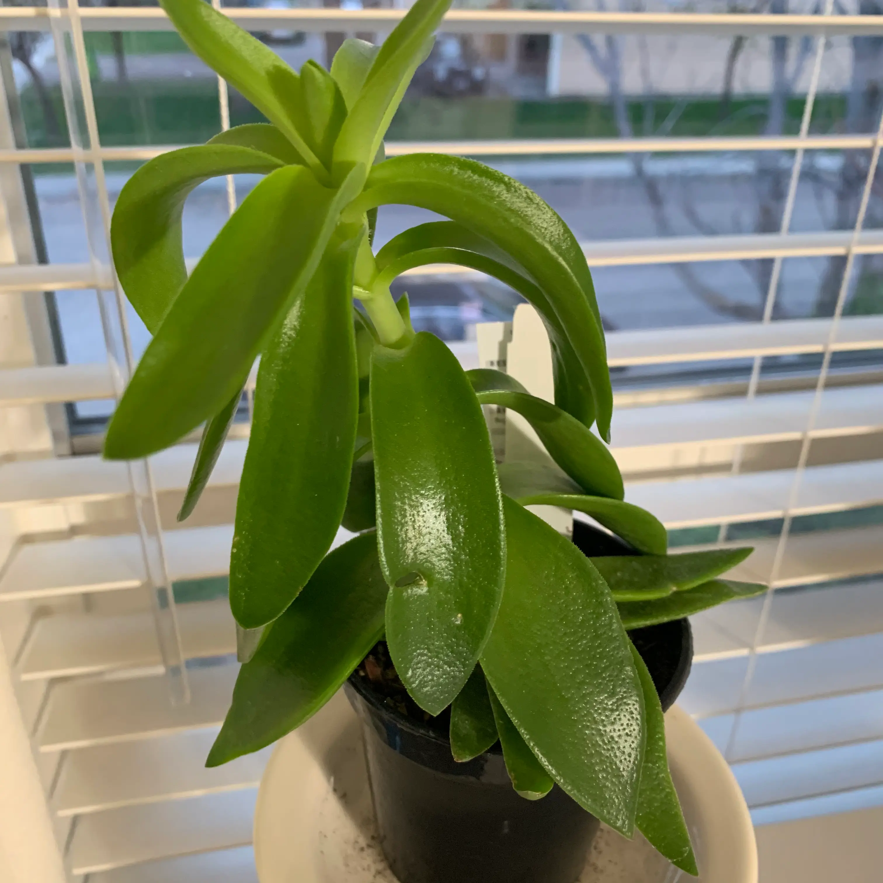 Crassula capitella 'Campfire' plant in a pot on a windowsill with vibrant green leaves.