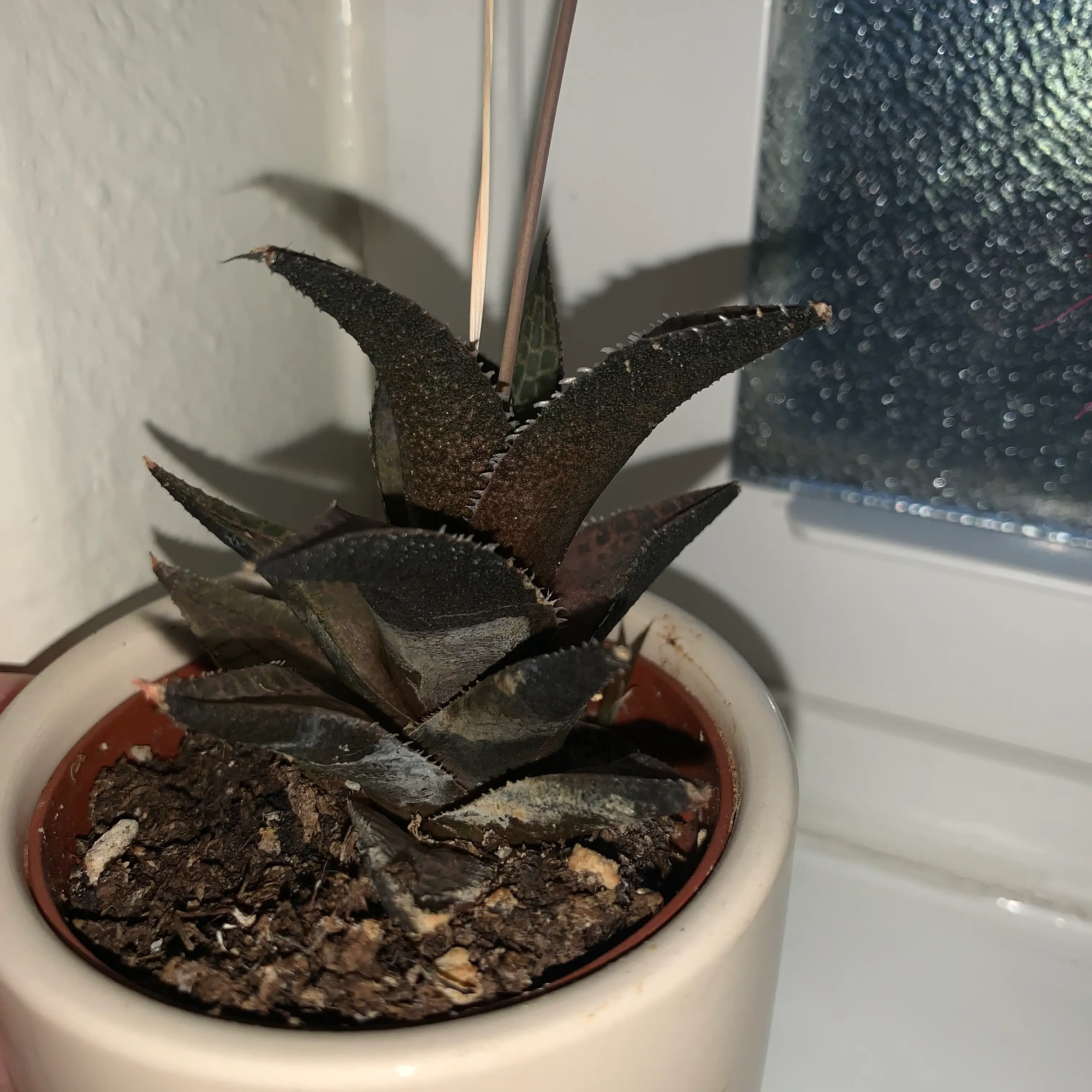 Haworthia venosa succulent plant in a pot with some browning leaves.