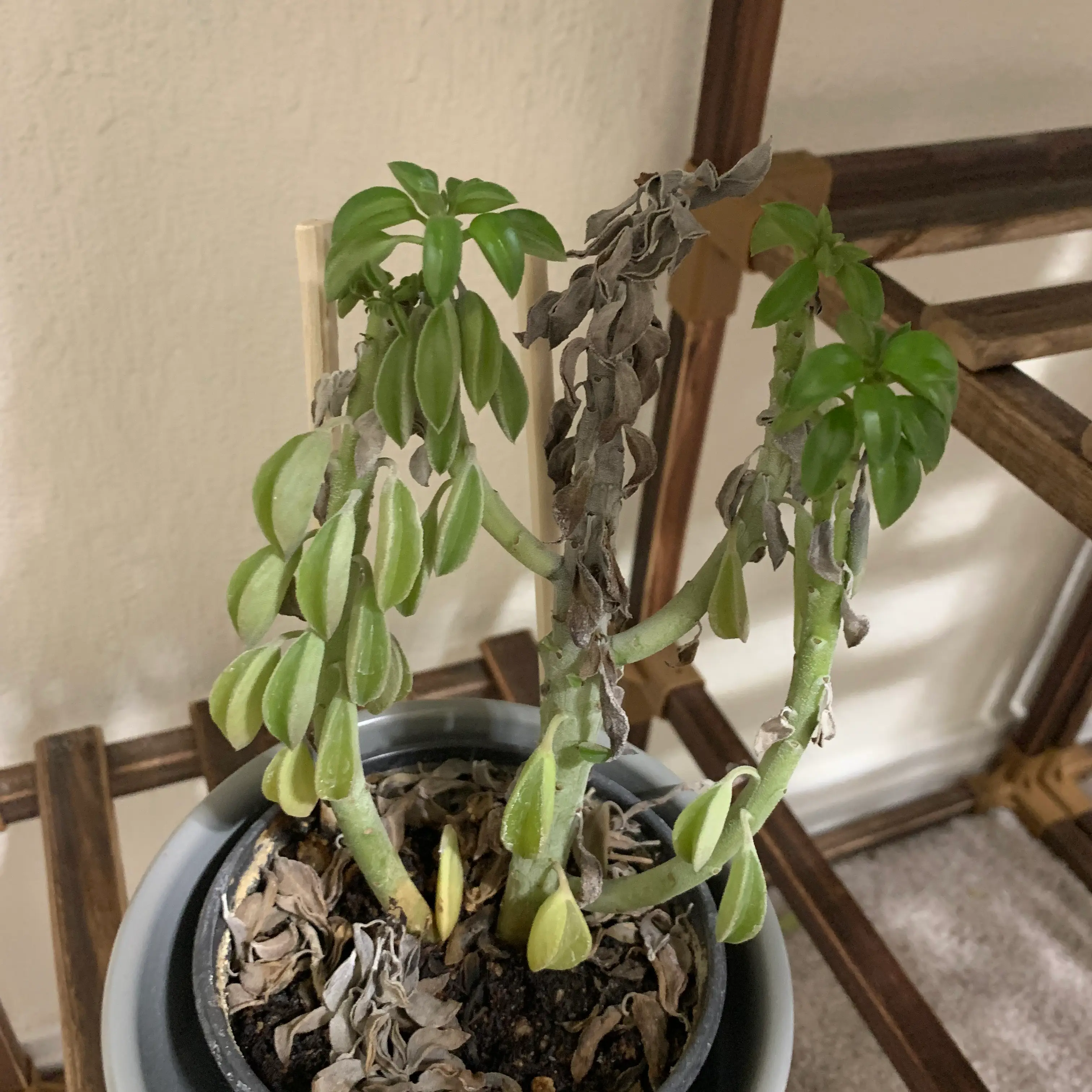 Photo of the plant species Peperomia wolfgang-krahnii by @JollyTawa named Your plant on Greg, the plant care app
