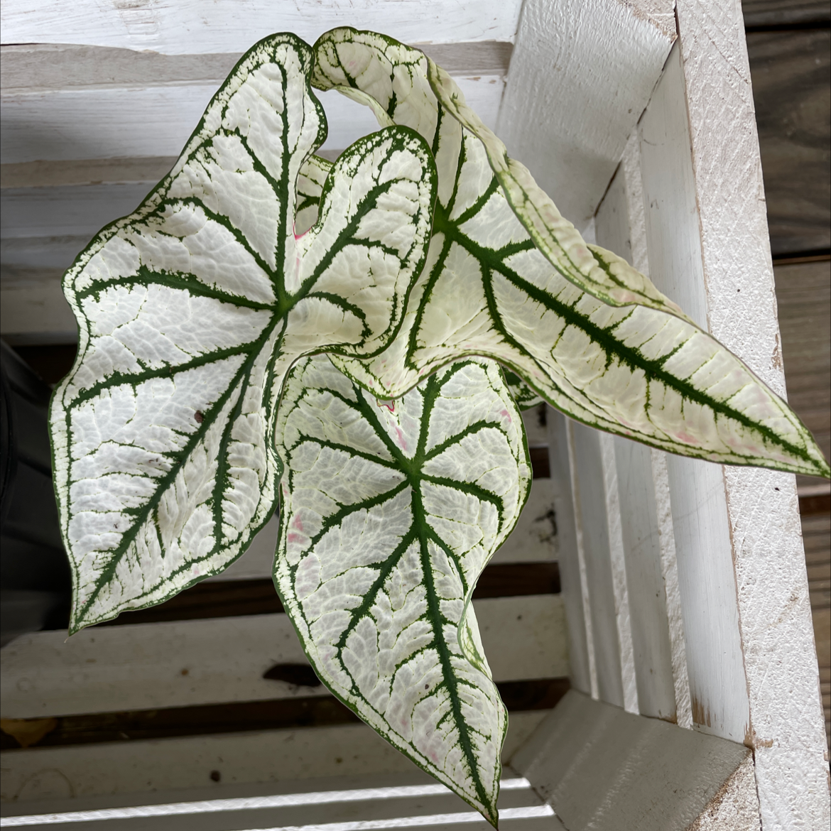 Photo of the plant species White Christmas Angel Wings by @Kelliegardner named Miller on Greg, the plant care app