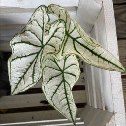 White Christmas Angel Wings plant