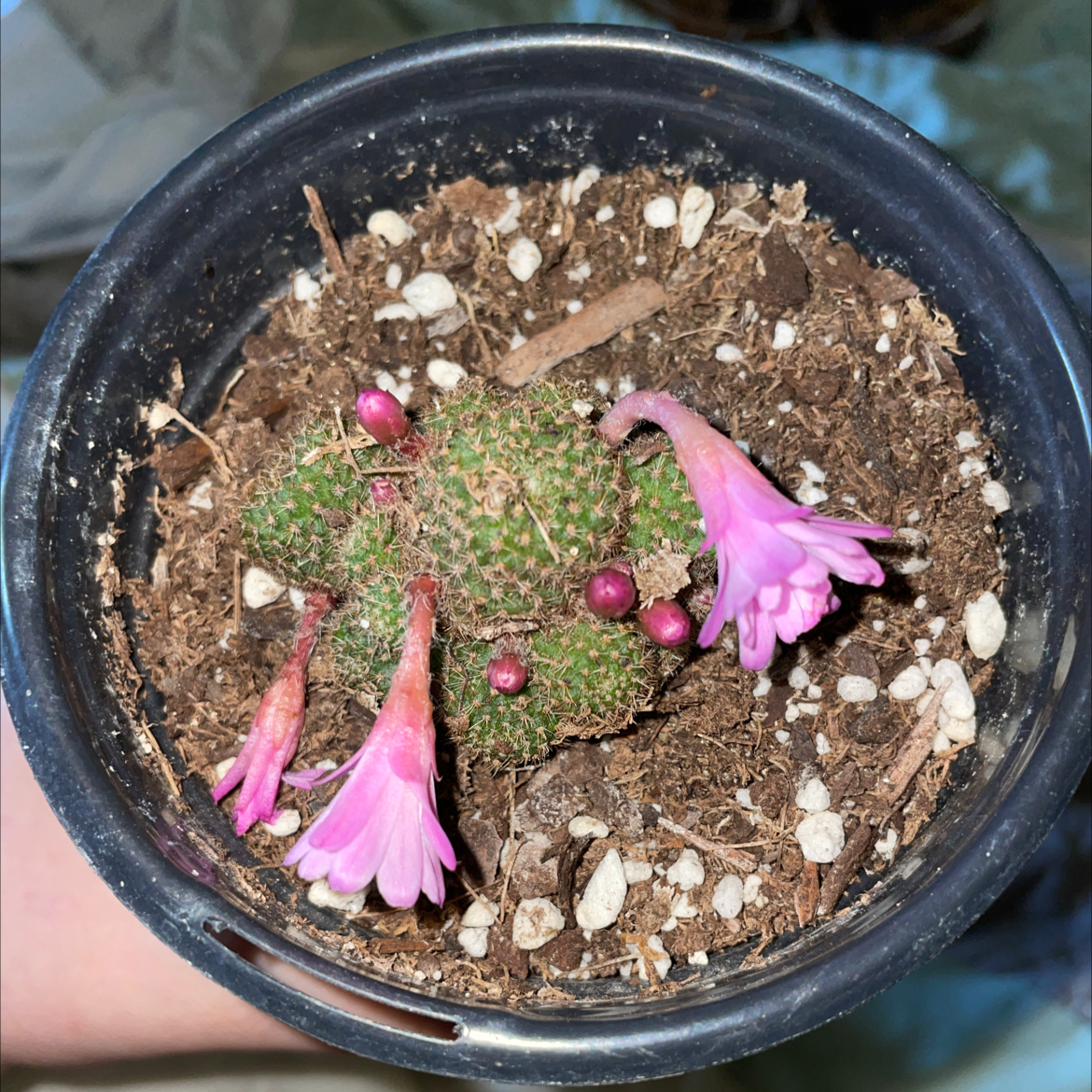Photo of the plant species Rebutia perplexa by @Kelliegardner named Your plant on Greg, the plant care app